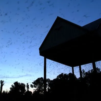 thumbnail for publication: Conservation of Bats in Florida